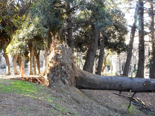 �|�ꂽ�؁E�܂ꂽ�؁E�P���E�Еt���E��� �����Ȃ� �Ǝ� �A�b�v�^�[��