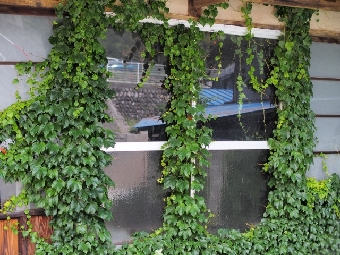 蔦 ツタ 蔓 ツル 取る 伐採 便利屋 アップターン